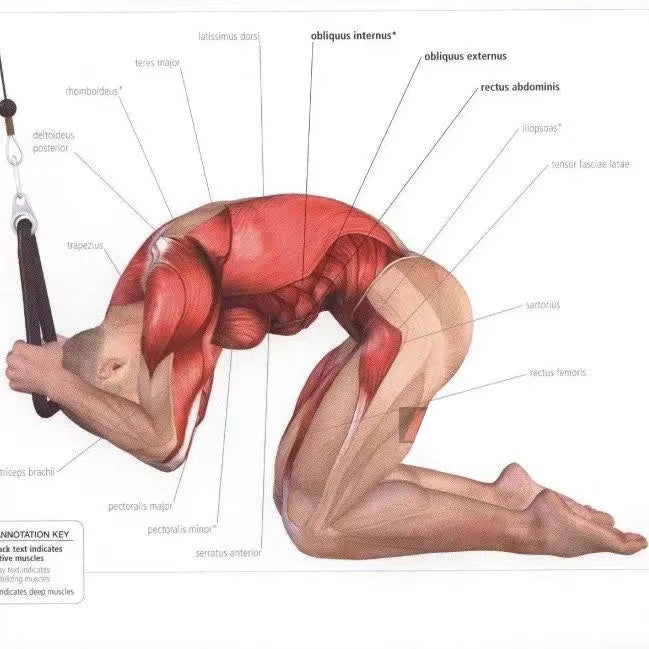 Triceps Rope Pull Down Cable