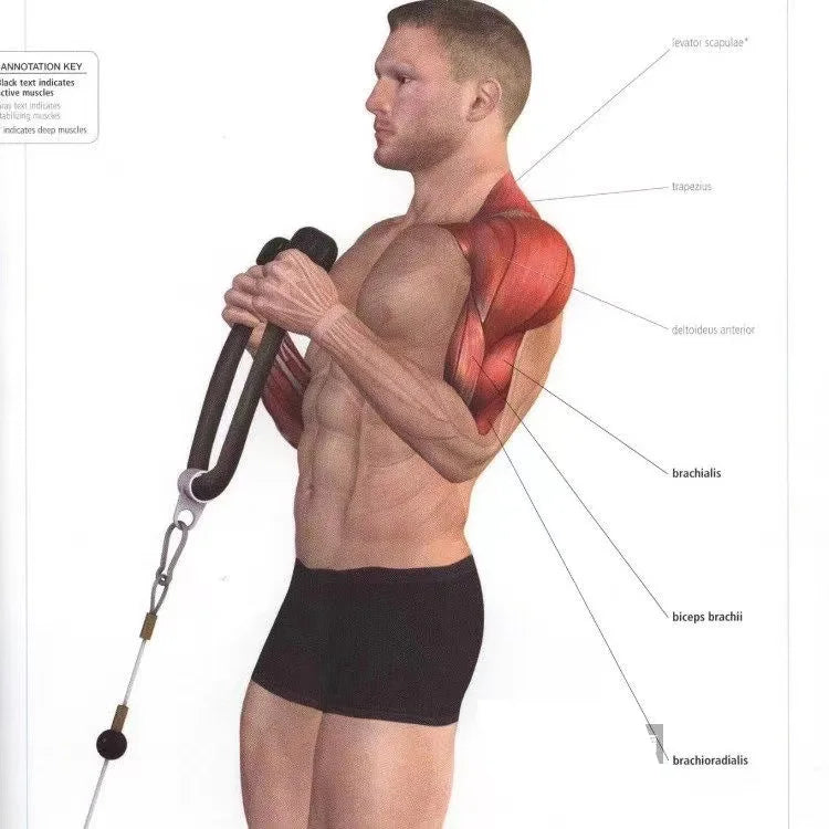 Triceps Rope Pull Down Cable